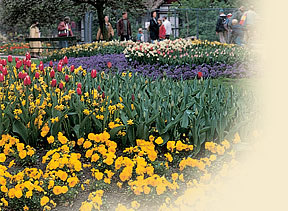 Artis Zoo Amsterdam Tulips image